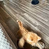 kitten, orange_cat, blurry, jumping, wood_floor, slipper, indoor, furniture, black_fuzzy_objects, pet, animal, cute, motion_blur, flooring, home, small_cat, playful, white_texture, domestic, feline