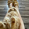 cat, orange_cat, fluffy, legs, sandals, footwear, wooden_floor, indoor, relaxed, pet, animal, feline, cozy, casual, comfortable, resting, paws, fur, home, person