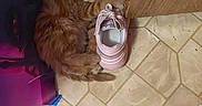 Chewy is registered to the contest to win money with this photo: kitten, cat, orange_cat, shoe, pink_sneaker, floor, tile_floor, door, wooden_door, purple_wall, pet, cute, curled_up, indoor, small_animal, fur, whiskers, claws, resting, curious