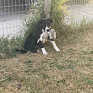 Kobe is registered to the contest to win money with this photo: dog, black_and_white, stuffed_toy, grass, fence, outdoor, pet, playful, animal, sunlight, nature, yard, canine, toy, cute, sitting, domestic_animal, grass_field, daylight, happy