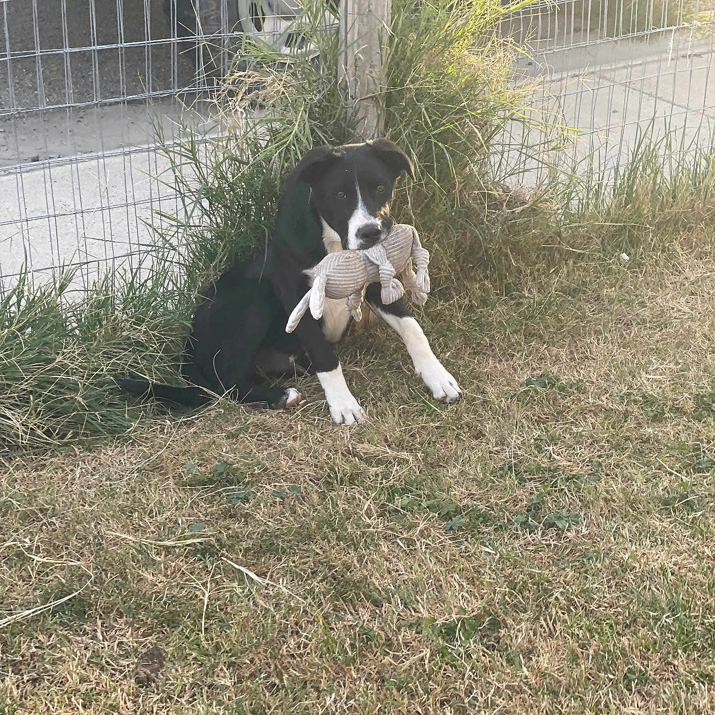 Kobe is registered to the contest to win money with this photo: dog, black_and_white, stuffed_toy, grass, fence, outdoor, pet, playful, animal, sunlight, nature, yard, canine, toy, cute, sitting, domestic_animal, grass_field, daylight, happy