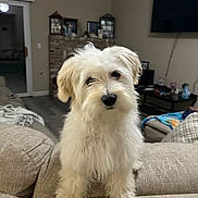 Sofi is registered to the contest to win money with this photo: dog, fluffy, white_dog, couch, living_room, indoors, pet, fur, cute, animal, furniture, television, fireplace, home, cozy, curious, domestic, canine, carpet, blanket