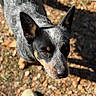 dog, animal, pet, outdoor, fur, ears, eyes, nose, sunlight, shadow, leaf, ground, nature, curious, close_up, walking, brown, black, white, portrait