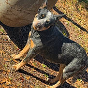 Cookie joined the competition — help win amazing prizes!