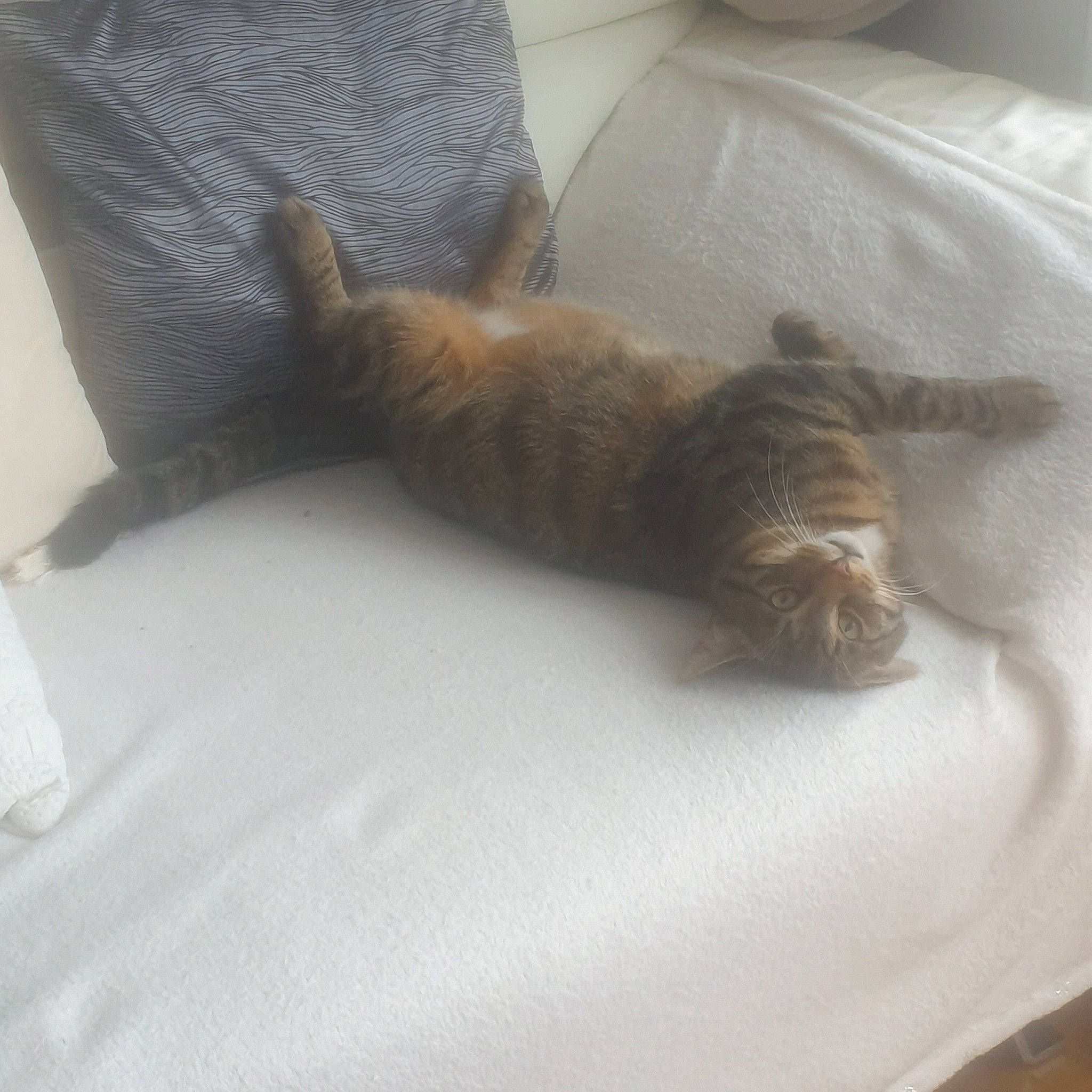 Tayko participe au concours pour gagner de l'argent avec cette photo : bed, bedding, carnivore, cat, comfort, domestic_short_haired_cat, duvet, fawn, felidae, flooring, fur, hardwood, linens, nap, room, small_to_medium_sized_cats, tail, terrestrial_animal, whiskers, wood