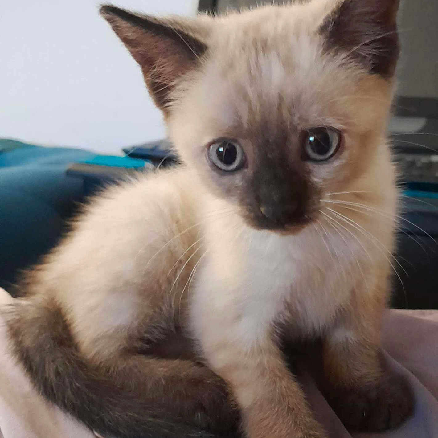 Grisouille a rejoint le concours — aidez-le/la à gagner de superbes lots ! animal, blue_eyes, cat, close_up, curious, cute, domestic, ears, feline, fur, indoor, kitten, mammal, pet, siamese, small, soft_surface, tail, whiskers, young