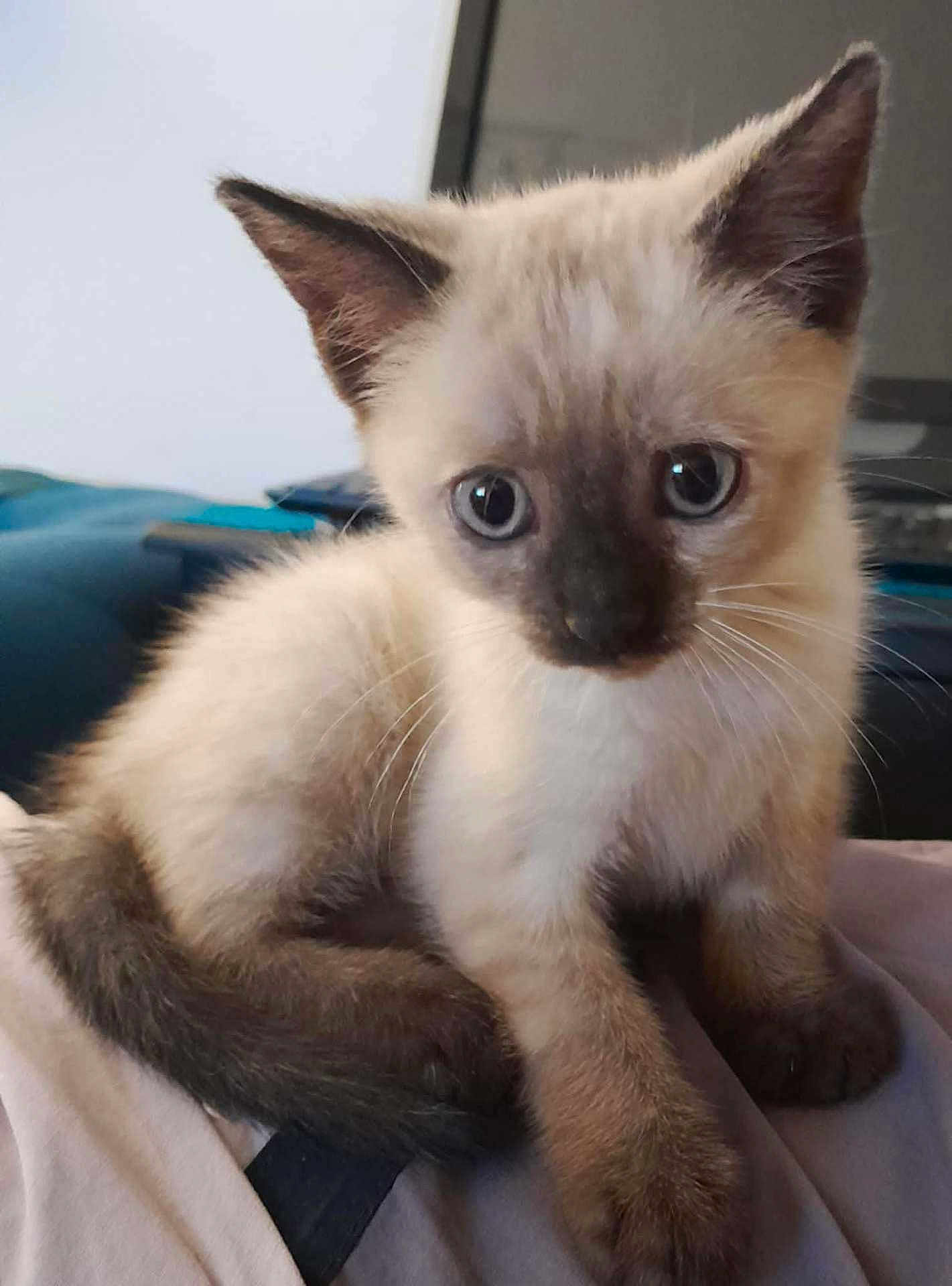 Grisouille a rejoint le concours — aidez-le/la à gagner de superbes lots ! animal, blue_eyes, cat, close_up, curious, cute, domestic, ears, feline, fur, indoor, kitten, mammal, pet, siamese, small, soft_surface, tail, whiskers, young
