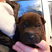 éros participe au concours pour gagner de l'argent avec cette photo : carnivoran, dog, dog_breed, dog_breed_group, dog_like_mammal, puppy, snout