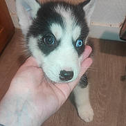 Luxio participe au concours pour gagner de l'argent avec cette photo : puppy, dog, husky, siberian_husky, pet, blue_eye, heterochromia, black_and_white, cute, close_up, human_hand, tattoo, wood_floor, floor, wall, indoor, nose, ear, paw, portrait