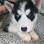 Luxio participe au concours pour gagner de l'argent avec cette photo : puppy, dog, husky, siberian_husky, blue_eye, brown_eye, heterochromia, paws, fur, nose, ears, blanket, tattoo, arm, crate, indoor, close_up, portrait, cute, fluffy