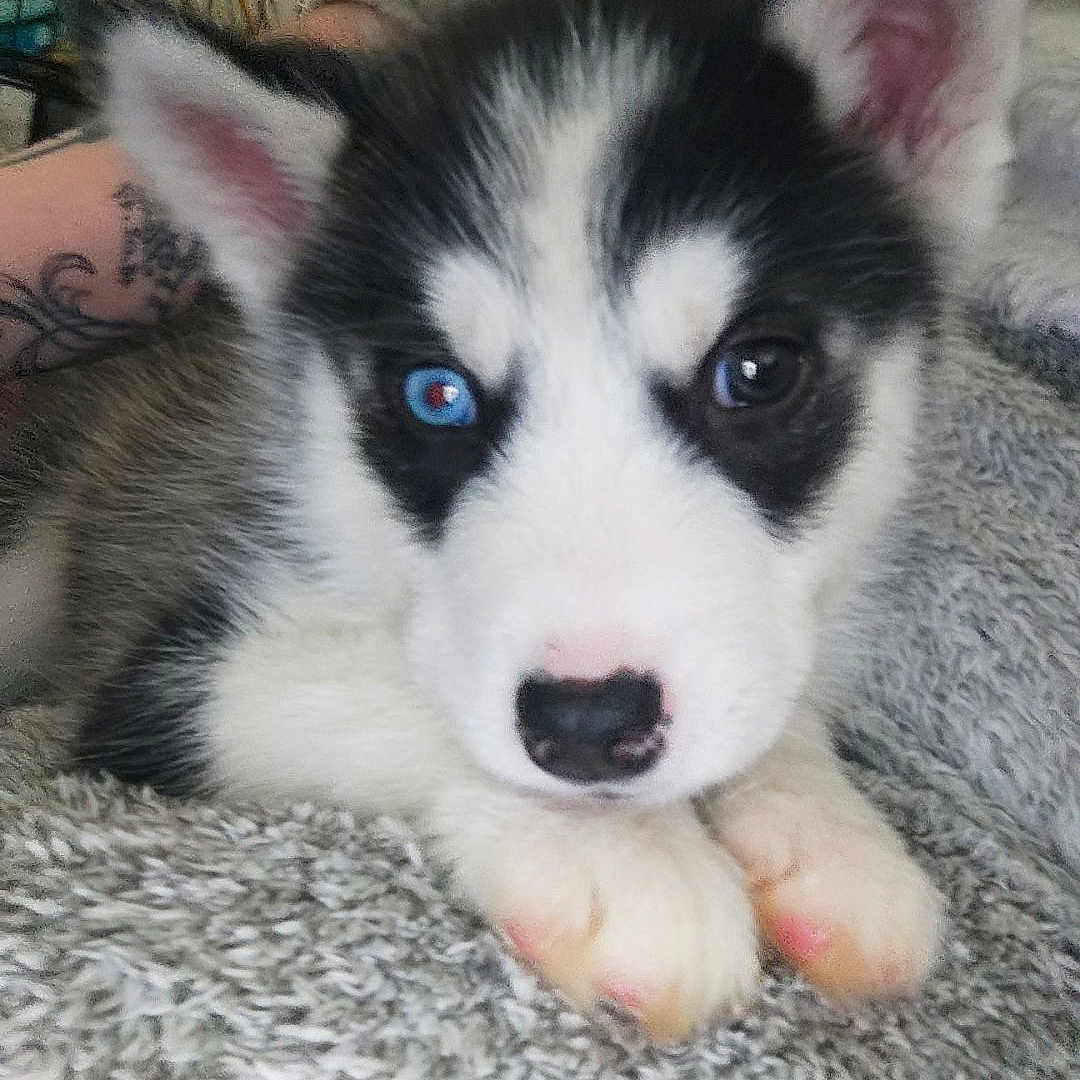 Luxio participe au concours pour gagner de l'argent avec cette photo : arm, blanket, blue_eye, brown_eye, close_up, crate, cute, dog, ears, fluffy, fur, heterochromia, husky, indoor, nose, paws, portrait, puppy, siberian_husky, tattoo