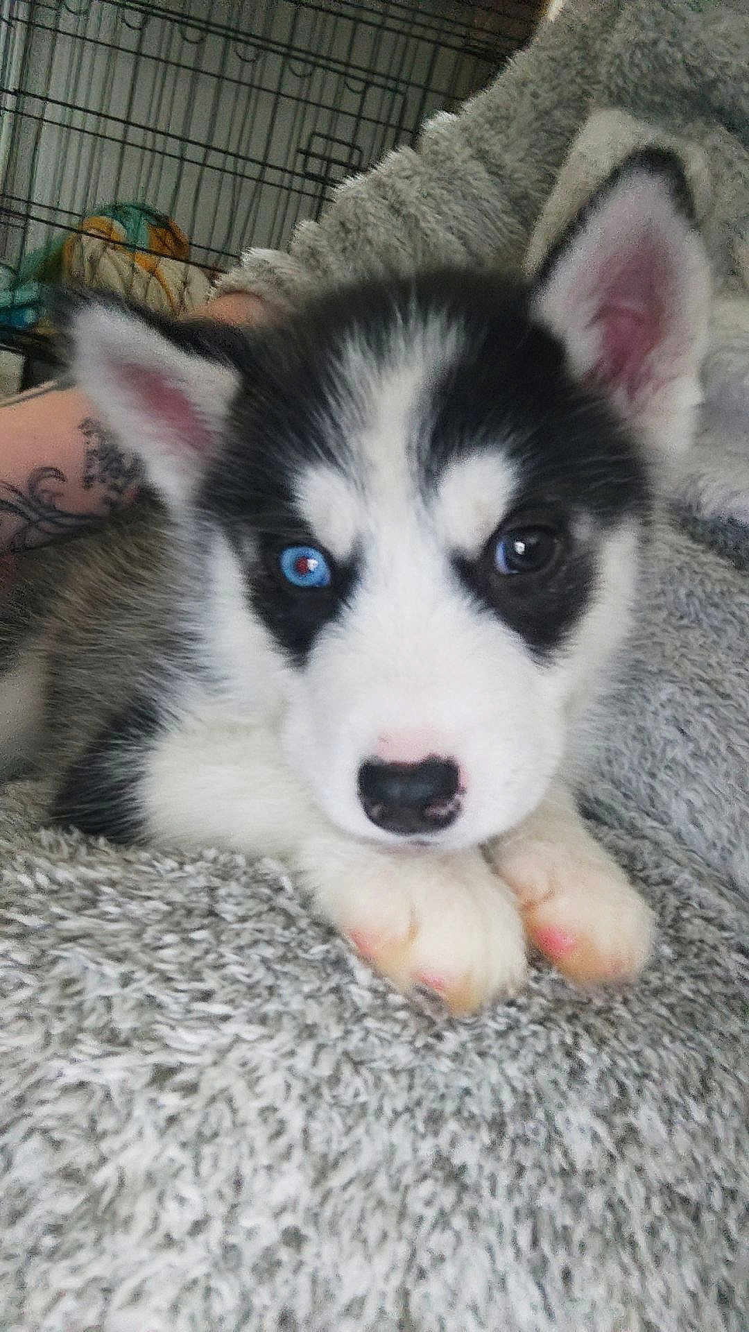 Luxio participe au concours pour gagner de l'argent avec cette photo : puppy, dog, husky, siberian_husky, blue_eye, brown_eye, heterochromia, paws, fur, nose, ears, blanket, tattoo, arm, crate, indoor, close_up, portrait, cute, fluffy