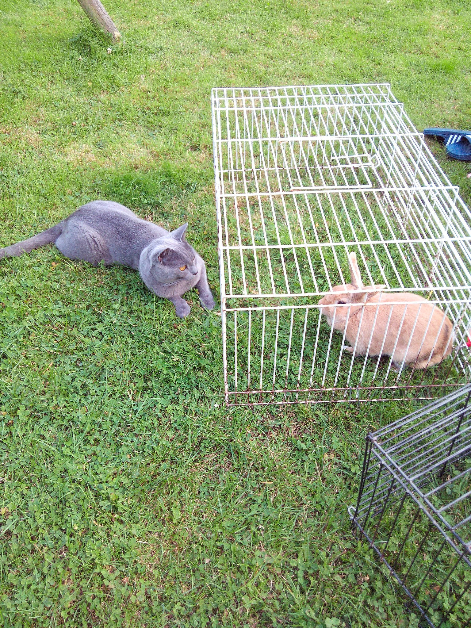 Calinou a rejoint le concours — aidez-le/la à gagner de superbes lots ! animal_feed, barbecue_grill, composite_material, cooking, event, gas, grass, groundcover, kitchen_appliance, kitchen_appliance_accessory, mesh, net, pasture, tail, terrestrial_animal, wire_fencing