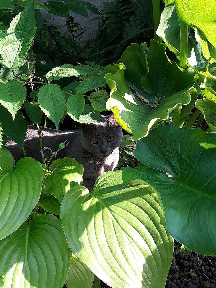 Calinou participe au concours pour gagner de l'argent avec cette photo : alismatales, annual_plant, beak, botany, flowering_plant, groundcover, herb, leaf, leaf_vegetable, plant, plant_pathology, plant_stem, tail, terrestrial_animal, terrestrial_plant, tree, trunk, twig, vascular_plant, wildlife