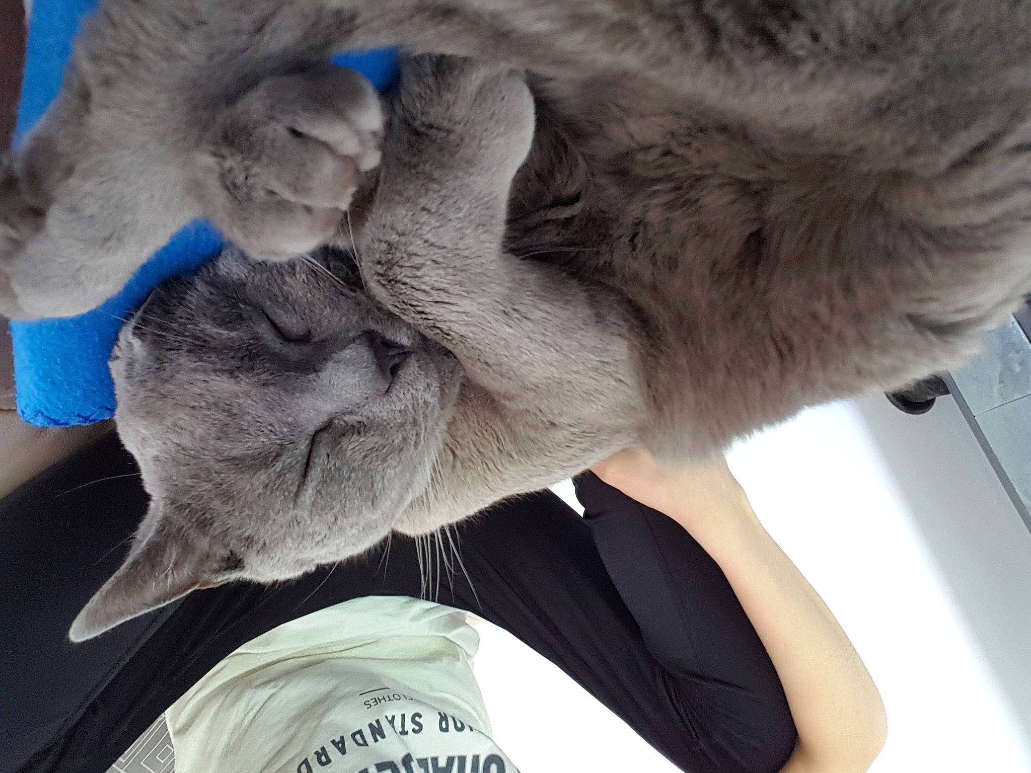 Calinou participe au concours pour gagner de l'argent avec cette photo : carnivore, cat, comfort, dog_breed, domestic_short_haired_cat, ear, fawn, felidae, fur, gesture, grey, nap, paw, plant, russian_blue, small_to_medium_sized_cats, snout, sporting_group, tail, whiskers