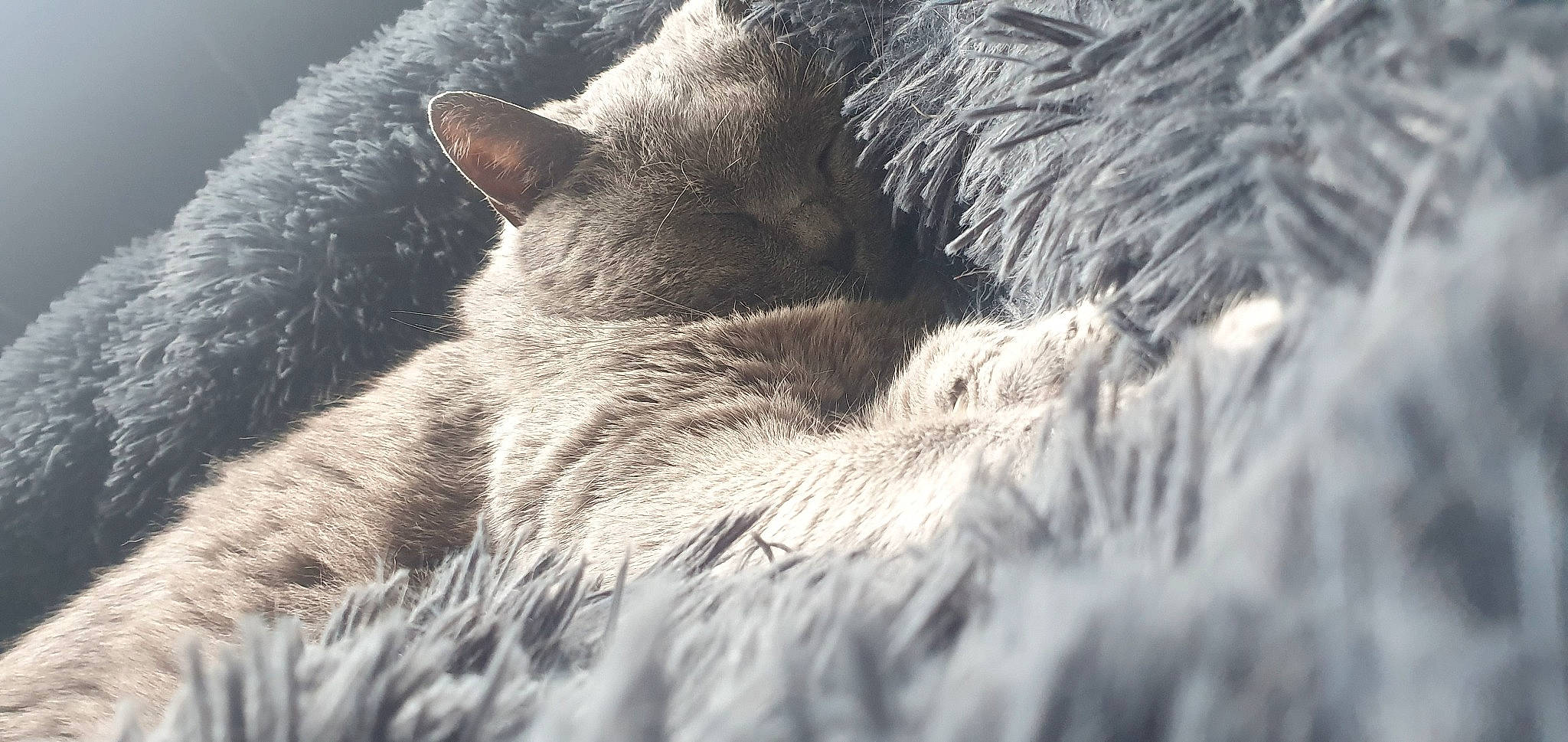 Elektra participe au concours pour gagner de l'argent avec cette photo : carnivore, cat, claw, cloud, comfort, domestic_short_haired_cat, felidae, fur, grass, grey, monochrome, monochrome_photography, nap, paw, sky, small_to_medium_sized_cats, snout, tail, whiskers, wildlife