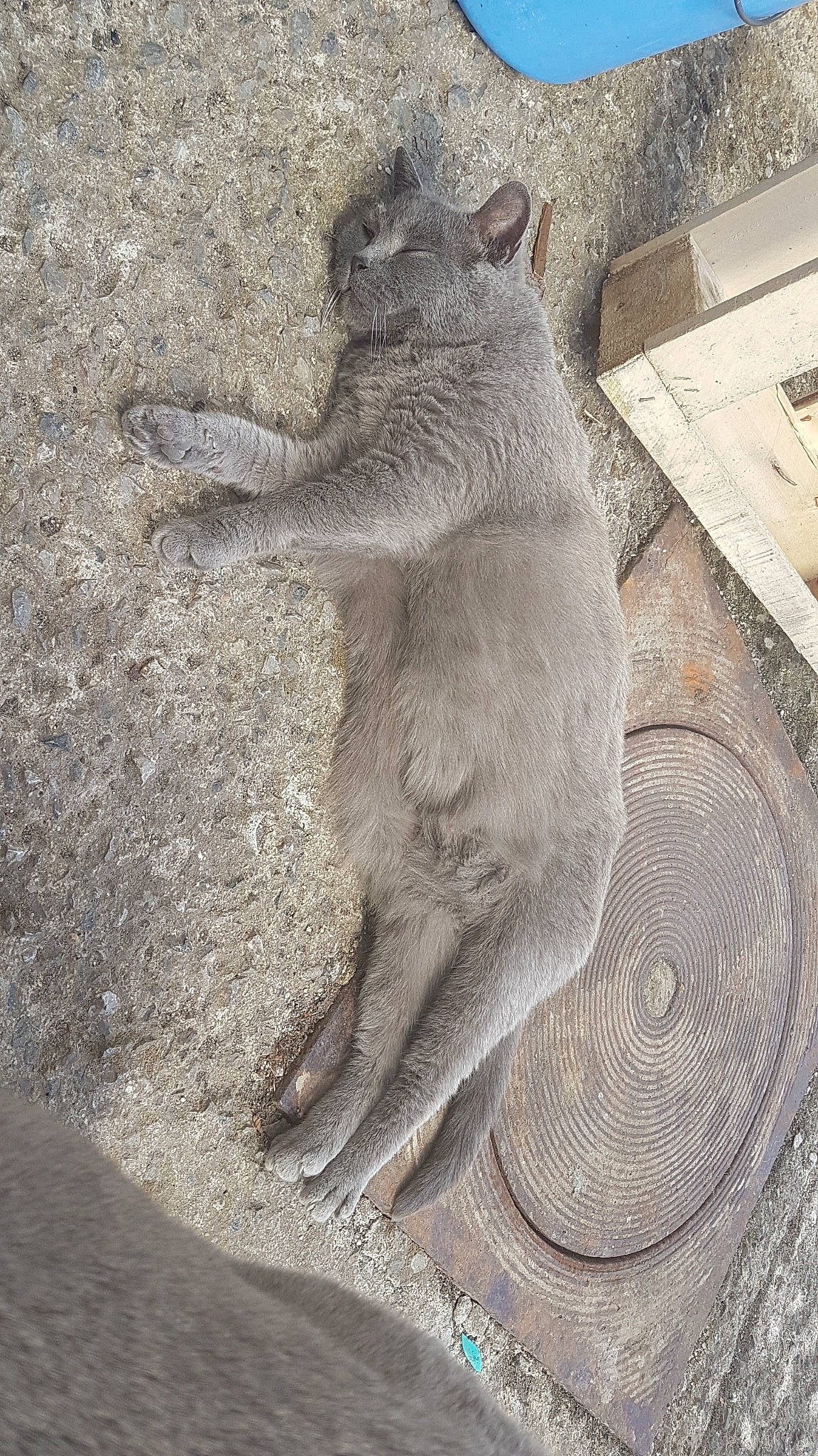 Elektra participe au concours pour gagner de l'argent avec cette photo : carnivore, cat, claw, concrete, domestic_short_haired_cat, felidae, fur, grey, koala, marsupial, paw, plant, road_surface, small_to_medium_sized_cats, snout, tail, terrestrial_animal, trunk, whiskers, wildlife