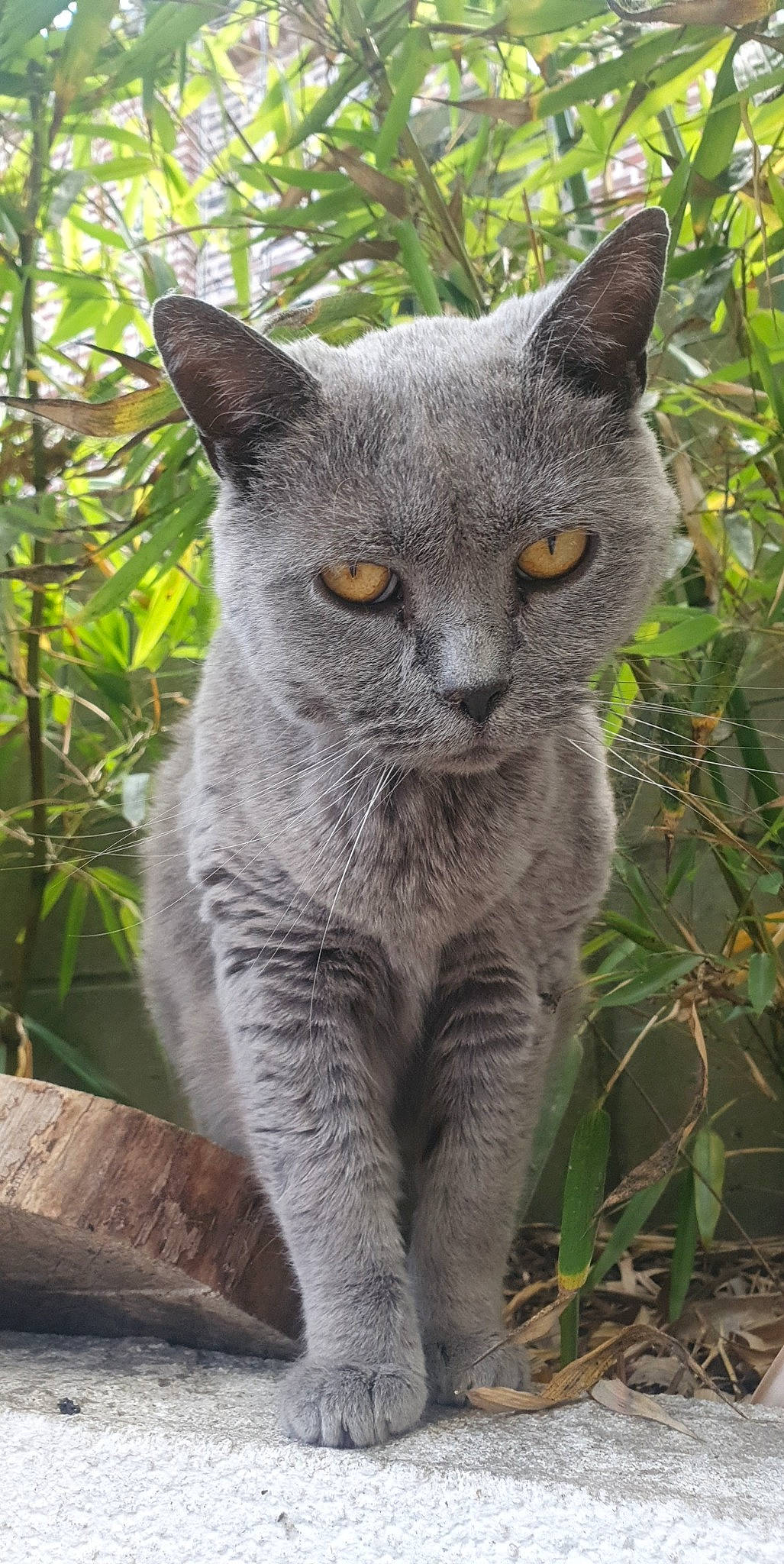 Elektra a rejoint le concours — aidez-le/la à gagner de superbes lots ! carnivore, cat, domestic_short_haired_cat, eye, felidae, fur, grey, groundcover, organism, plant, russian_blue, small_to_medium_sized_cats, snout, terrestrial_animal, tree, whiskers, wildlife, window