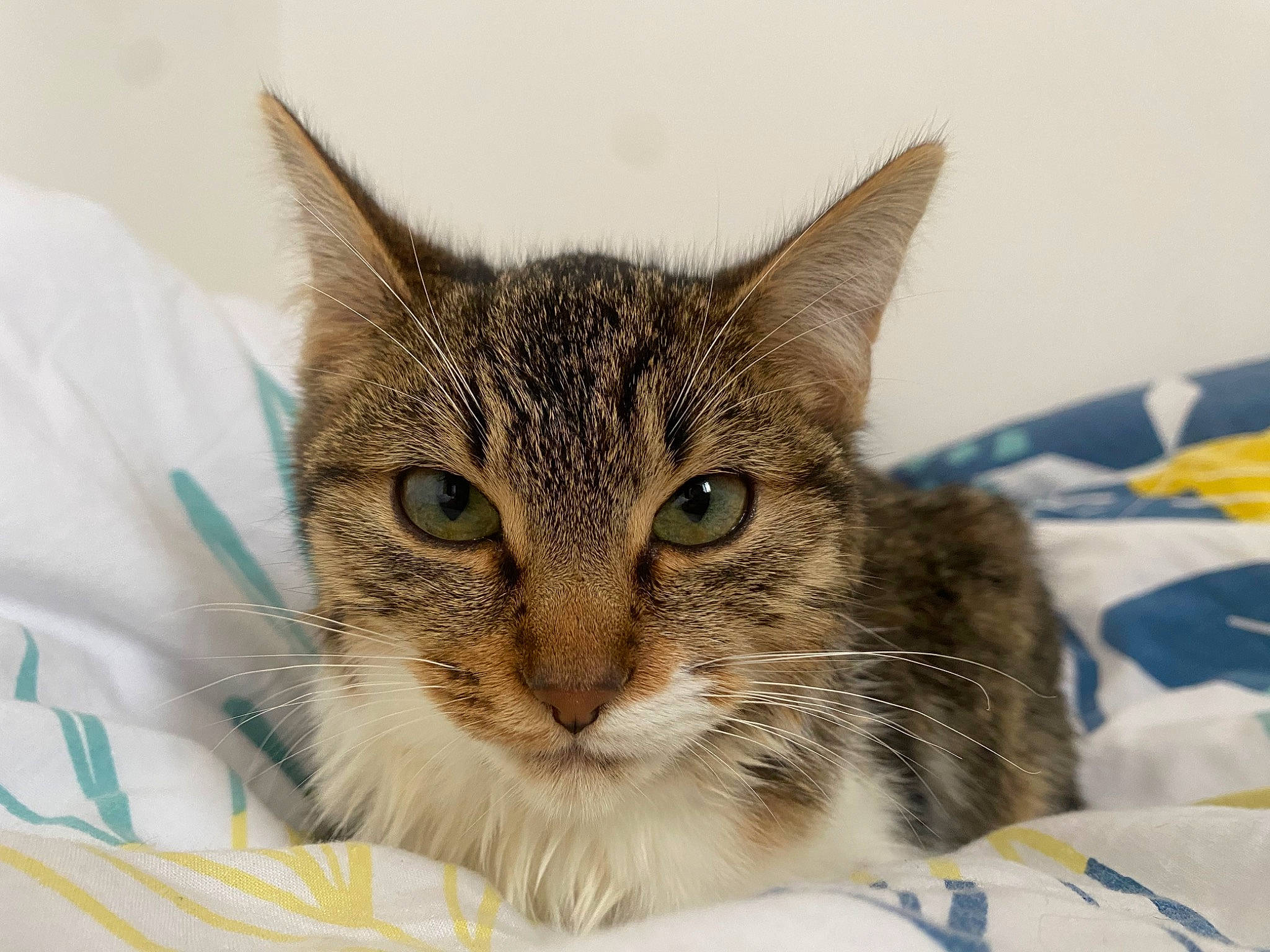 Tequila participe au concours pour gagner de l'argent avec cette photo : carnivore, cat, cat_supply, claw, comfort, domestic_short_haired_cat, felidae, fur, linens, paw, small_to_medium_sized_cats, snout, terrestrial_animal, whiskers