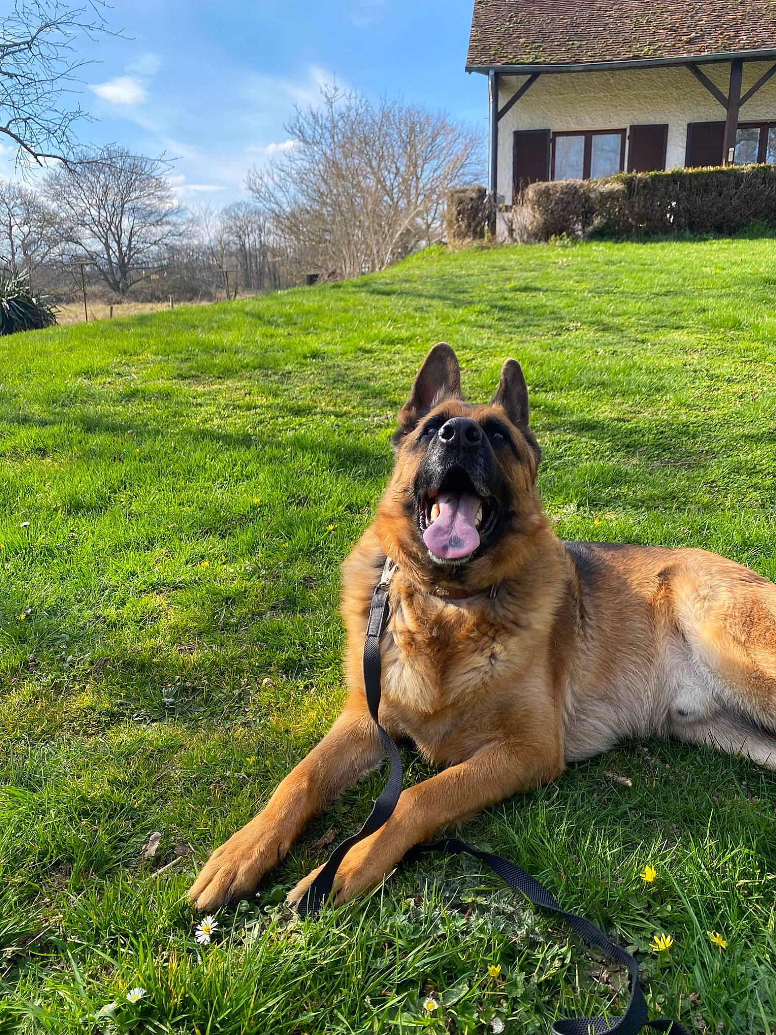 Olaf a rejoint le concours — aidez-le/la à gagner de superbes lots ! canidae, carnivore, cloud, companion_dog, dog, dog_breed, fawn, grass, grassland, herding_dog, house, landscape, plant, sky, snout, sporting_group, tail, tree, window, working_dog
