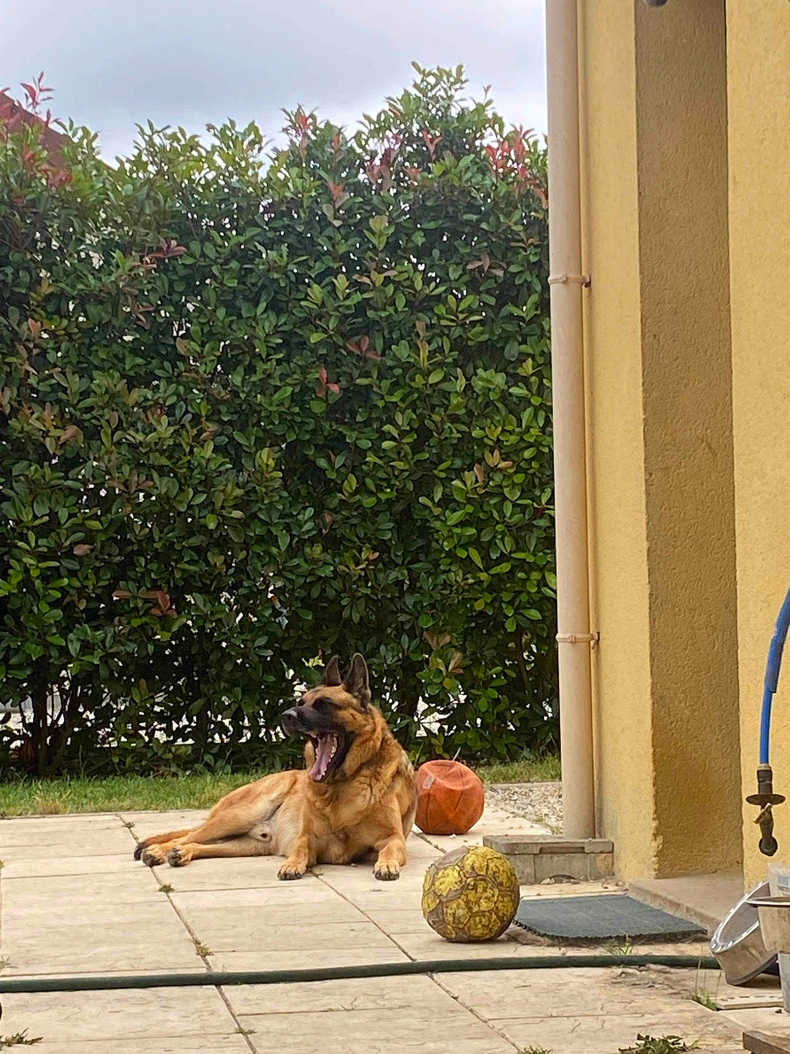 Olaf participe au concours pour gagner de l'argent avec cette photo : asphalt, carnivore, door, fawn, felidae, flooring, grass, landscape, leisure, lion, plant, road, road_surface, sidewalk, sky, tail, tints_and_shades, tree, window, wood