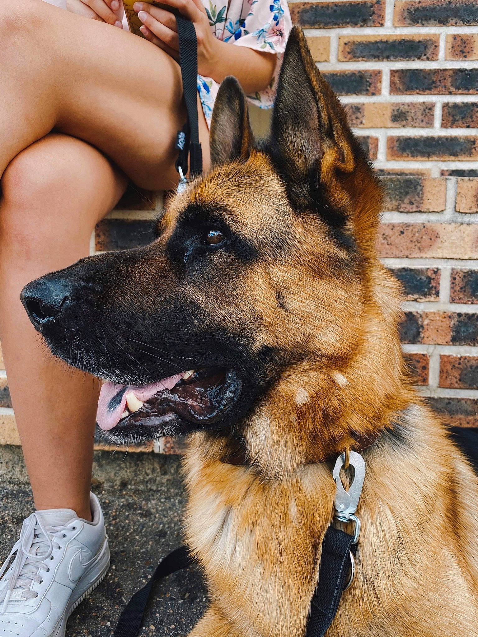 Olaf participe au concours pour gagner de l'argent avec cette photo : canidae, carnivore, collar, companion_dog, dog, dog_breed, fawn, foot, german_shepherd_dog, herding_dog, human_leg, king_shepherd, mortar, old_german_shepherd_dog, shoe, sneakers, snout, sporting_group, thigh, working_animal