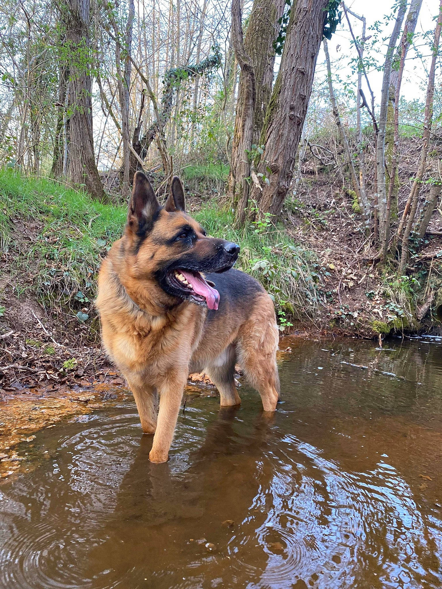 Olaf participe au concours pour gagner de l'argent avec cette photo : canis, carnivore, collar, dog, dog_breed, east_european_shepherd, fawn, german_shepherd_dog, herding_dog, king_shepherd, lake, old_german_shepherd_dog, plant, tail, tree, water, watercourse, wildlife, working_animal, working_dog