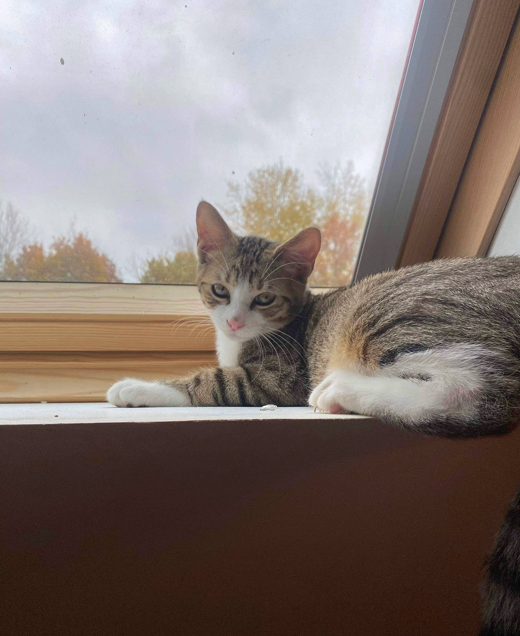 Tigris a rejoint le concours — aidez-le/la à gagner de superbes lots ! carnivore, cat, cloud, domestic_short_haired_cat, door, felidae, fur, grey, paw, plant, sitting, sky, small_to_medium_sized_cats, snout, tail, tree, whiskers, window, wood