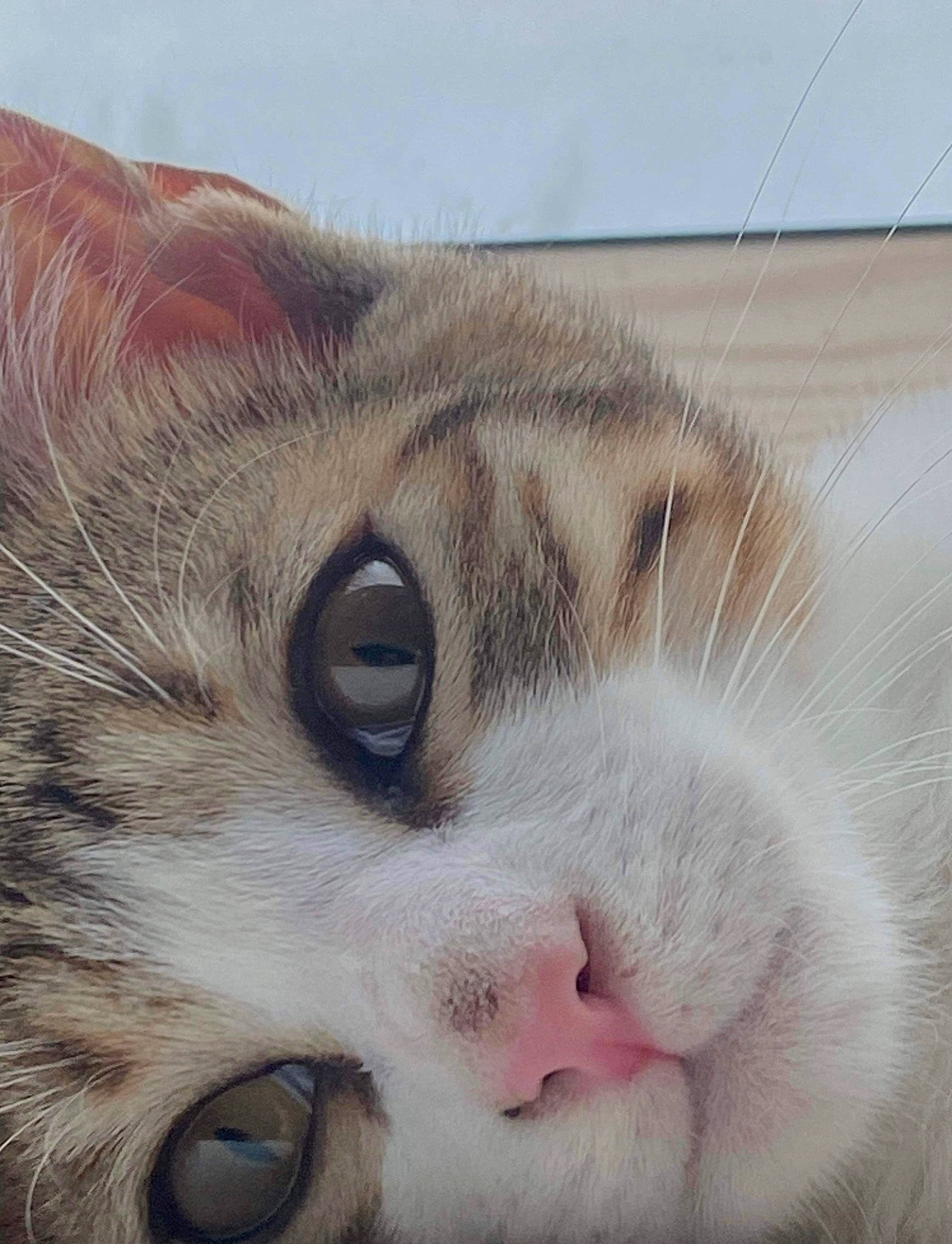 Tigris participe au concours pour gagner de l'argent avec cette photo : carnivore, cat, domestic_short_haired_cat, eye, eyelash, felidae, fur, head, paw, sky, small_to_medium_sized_cats, snout, terrestrial_animal, whiskers, wildlife