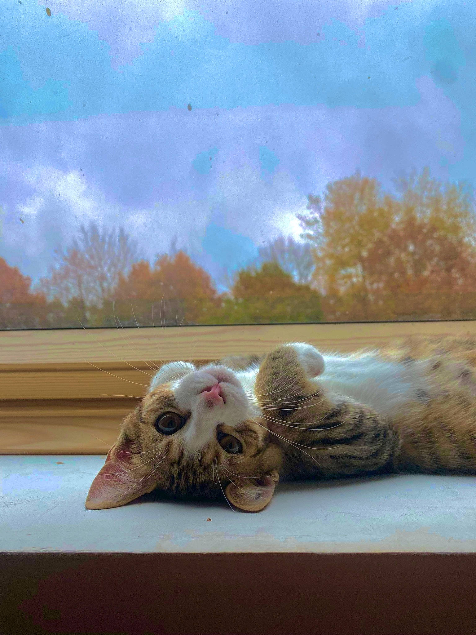 Tigris a rejoint le concours — aidez-le/la à gagner de superbes lots ! carnivore, cat, cloud, fawn, felidae, foot, grass, horizon, human_leg, landscape, sky, small_to_medium_sized_cats, snout, tail, tints_and_shades, tree, vertebrate, whiskers, window, wood