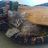 Walter participe au concours pour gagner de l'argent avec cette photo : kitten, cat, gray_fur, furry, animal, pet, blanket, wood, cozy, indoor, cute, small, fur, whiskers, sleepy, resting, closeup, young, domestic_cat, curious