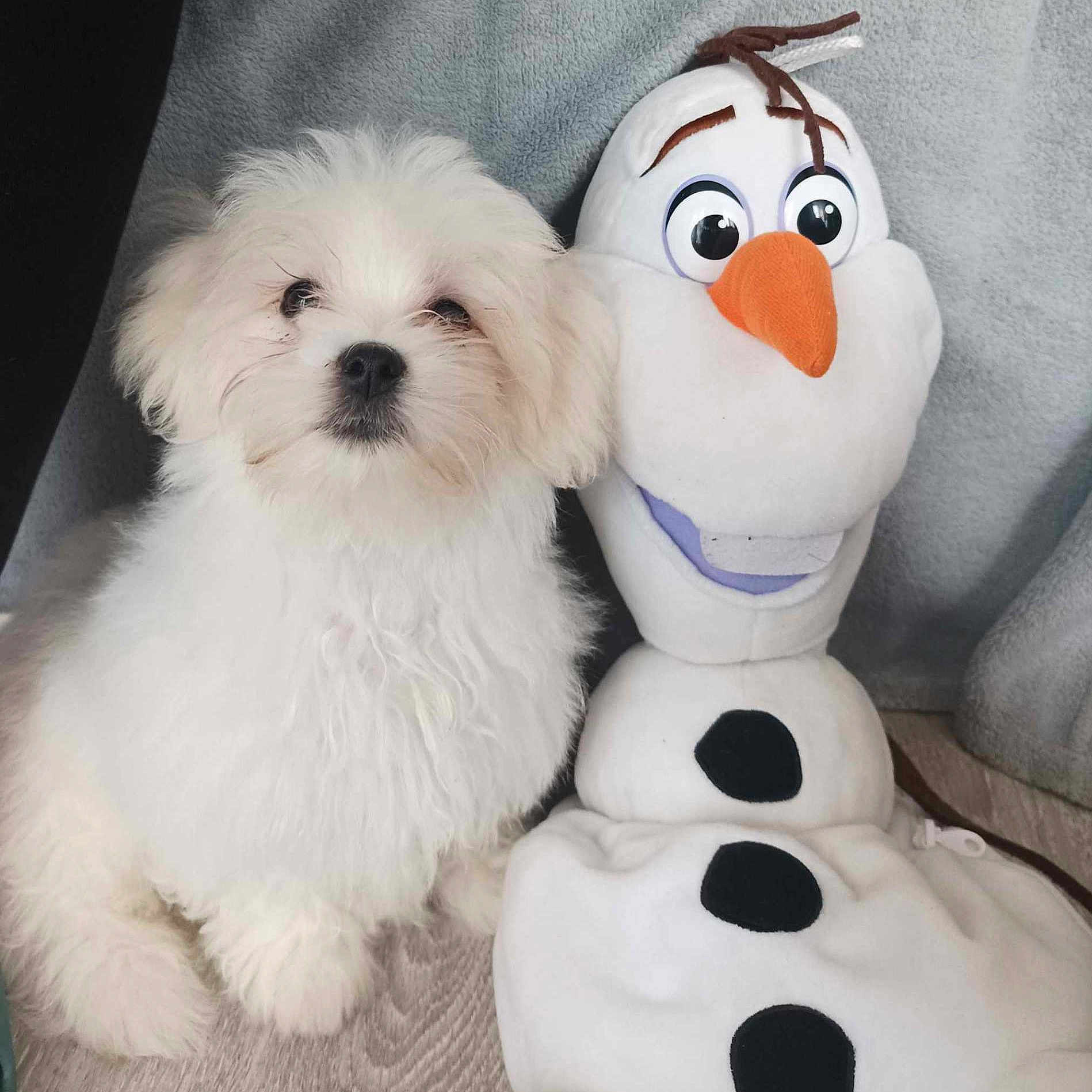 Olaf participe au concours pour gagner de l'argent avec cette photo : animal, ball, canine, cushion, dog, dogbed, football, homedecor, nature, outdoors, pet, plush, puppy, snow, snowman, soccer, soccerball, sport, toy, winter