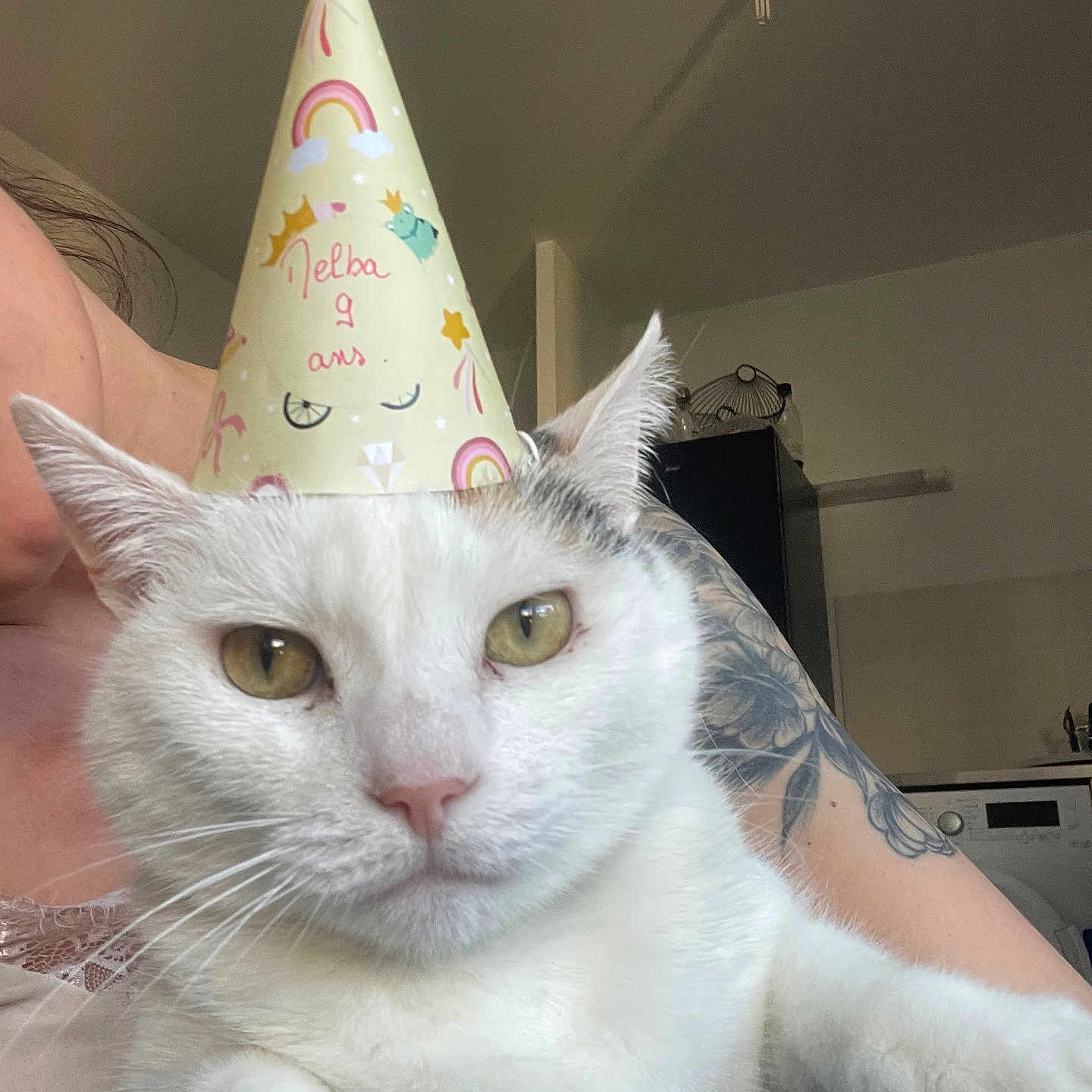 Melba participe au concours pour gagner de l'argent avec cette photo : animal, birthday_hat, cat, celebration, close_up, cute, domestic_animal, feline, fur, home, human_arm, indoor, lap, party_hat, person, pet, relaxed, tattoo, white_cat, yellow_eyes