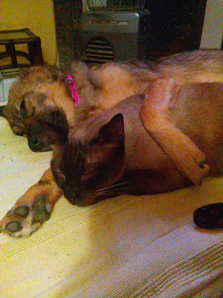 Simba a rejoint le concours — aidez-le/la à gagner de superbes lots ! carnivore, cat, chair, comfort, companion_dog, dog_breed, domestic_short_haired_cat, fawn, felidae, flooring, fur, hardwood, human_leg, lap, room, small_to_medium_sized_cats, sporting_group, tail, whiskers, wood