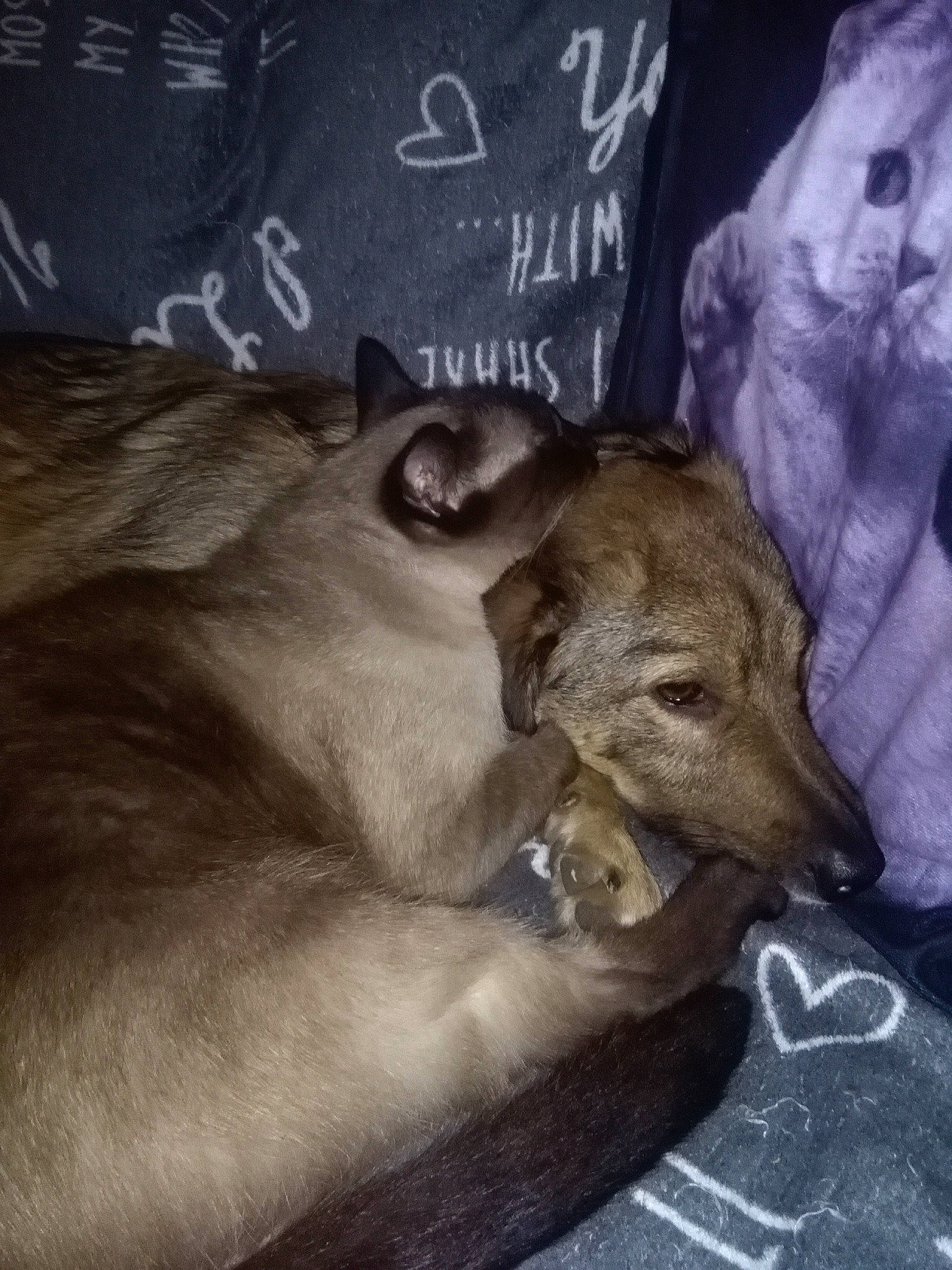 Simba participe au concours pour gagner de l'argent avec cette photo : art, carnivore, chalk, companion_dog, couch, dog, dog_breed, fur, grey, guard_dog, handwriting, metal, paw, photo_caption, sighthound, street_dog, tail, toy_dog, whiskers, working_animal