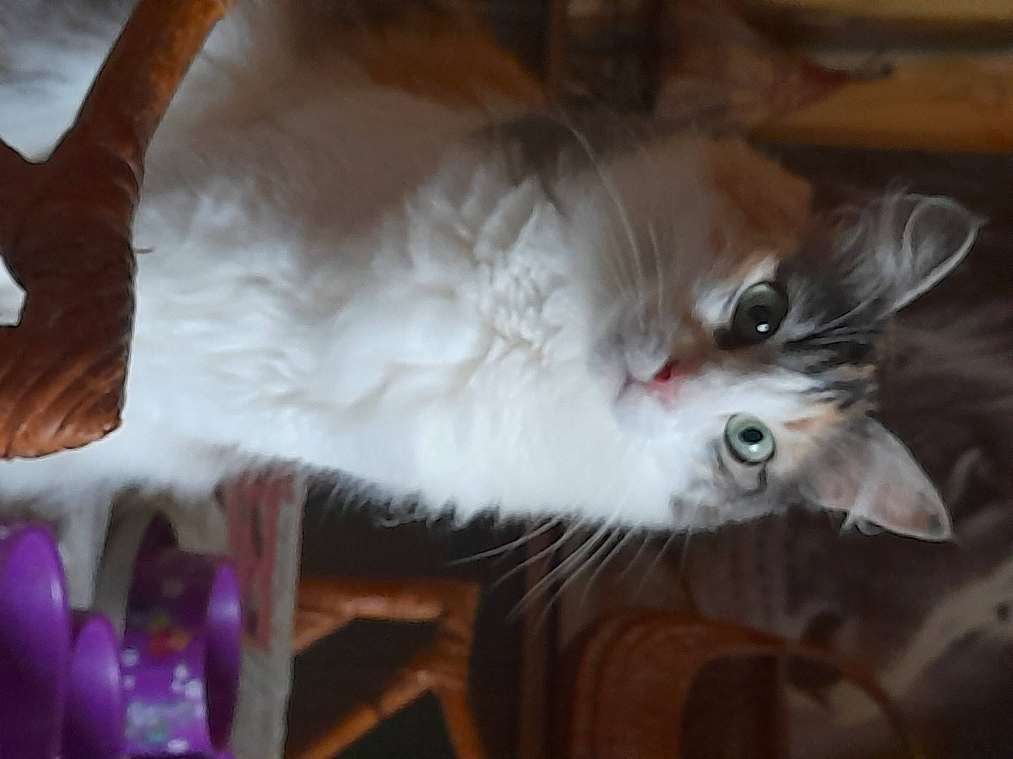 Madison participe au concours pour gagner de l'argent avec cette photo : canidae, carnivore, cat, claw, domestic_short_haired_cat, ear, fawn, feather, felidae, fur, musical_instrument, paw, small_to_medium_sized_cats, snout, tail, whiskers, wood