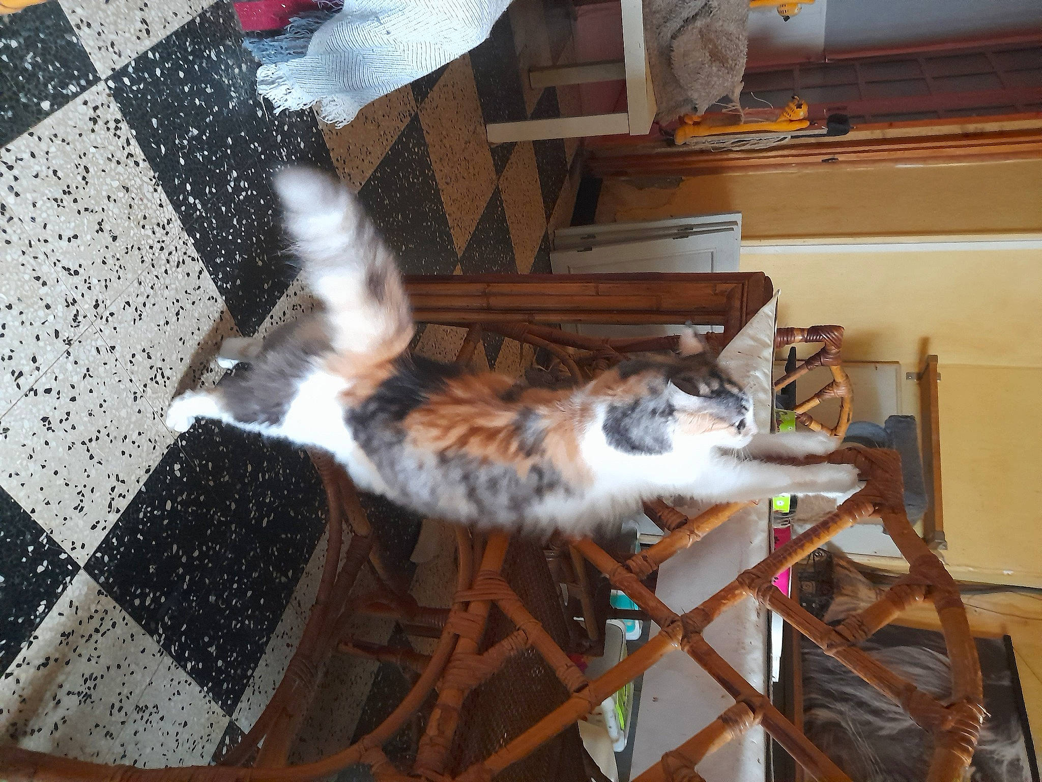 Madison participe au concours pour gagner de l'argent avec cette photo : canidae, carnivore, cat, companion_dog, dog_breed, domestic_short_haired_cat, felidae, flooring, fur, hardwood, pattern, room, small_to_medium_sized_cats, sporting_group, tail, whiskers, wood