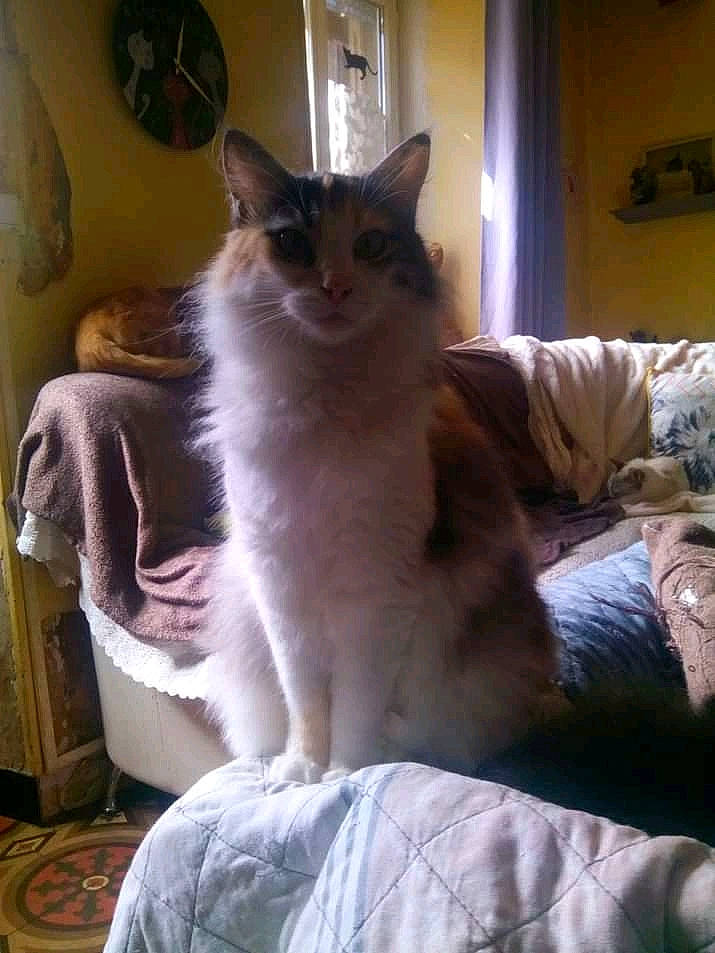 Madison participe au concours pour gagner de l'argent avec cette photo : bed, carnivore, cat, cat_supply, chair, comfort, domestic_short_haired_cat, door, fawn, felidae, fur, lighting, linens, paw, room, sitting, small_to_medium_sized_cats, tail, whiskers, window