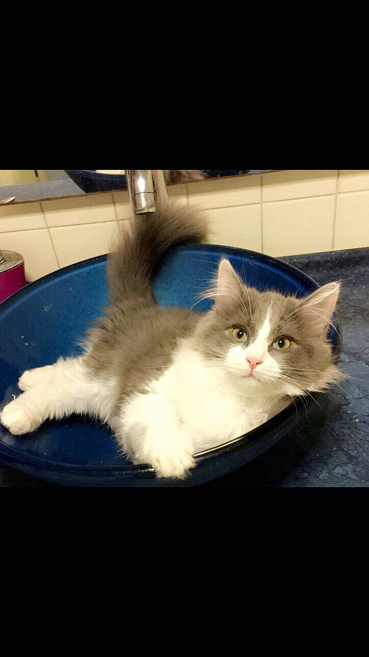 Gnocchi participe au concours pour gagner de l'argent avec cette photo : asian_semi_longhair, british_semi_longhair, carnivore, cat, cymric, domestic_long_haired_cat, felidae, kitten, mammal, munchkin, napoleon_cat, norwegian_forest_cat, ojos_azules, persian, ragamuffin, ragdoll, small_to_medium_sized_cats, tail, vertebrate, whiskers