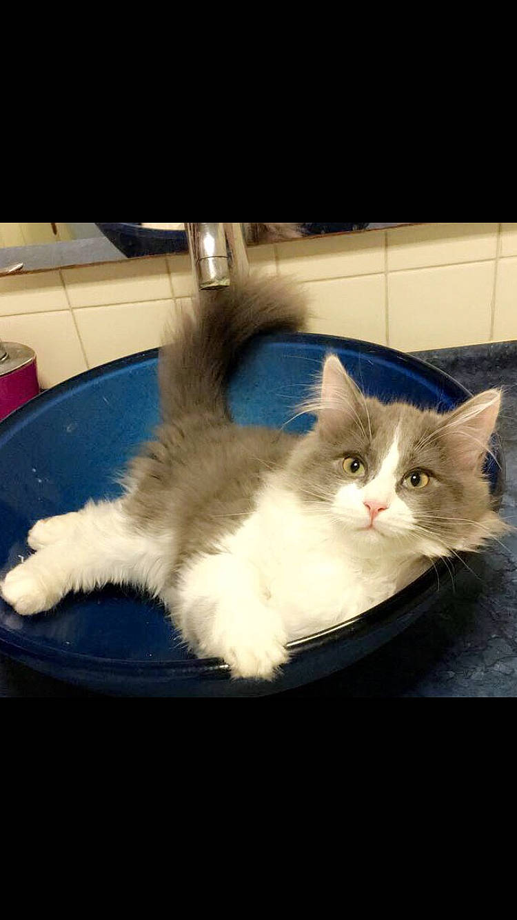 Gnocchi a rejoint le concours — aidez-le/la à gagner de superbes lots ! asian_semi_longhair, british_semi_longhair, carnivore, cat, domestic_long_haired_cat, felidae, fur, kitten, mammal, munchkin, napoleon_cat, norwegian_forest_cat, persian, ragamuffin, ragdoll, siberian, small_to_medium_sized_cats, tail, vertebrate, whiskers