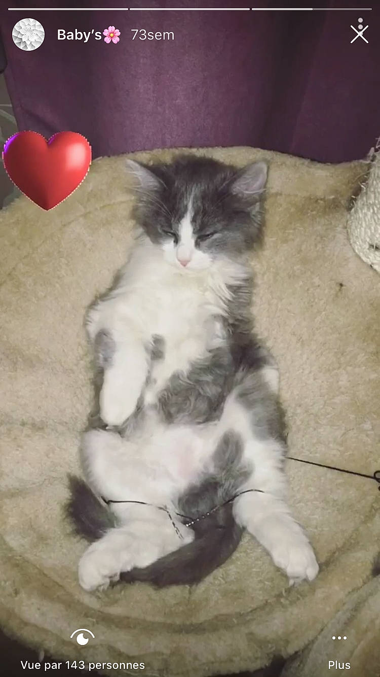 Gnocchi participe au concours pour gagner de l'argent avec cette photo : asian, carnivore, cat, domestic_short_haired_cat, european_shorthair, felidae, fur, kitten, mammal, norwegian_forest_cat, paw, polydactyl_cat, ragamuffin, small_to_medium_sized_cats, tail, whiskers