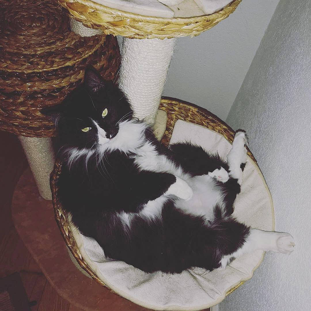 Bounty participe au concours pour gagner de l'argent avec cette photo : carnivore, cat, domestic_short_haired_cat, european_shorthair, felidae, fur, kitten, small_to_medium_sized_cats, tail, whiskers