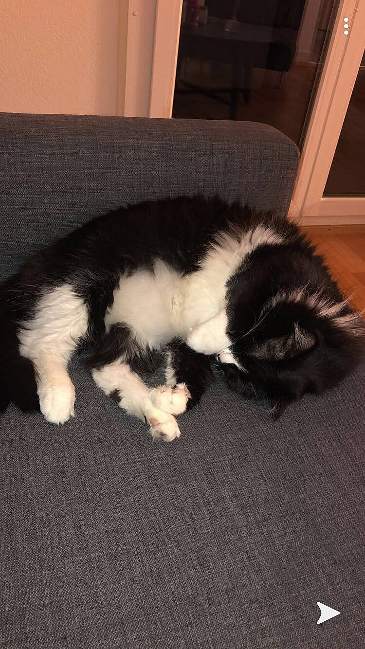 Bounty participe au concours pour gagner de l'argent avec cette photo : canidae, carnivore, cat, dog, dog_breed, fawn, felidae, fur, mammal, norwegian_forest_cat, paw, small_to_medium_sized_cats, sporting_group, tail, whiskers