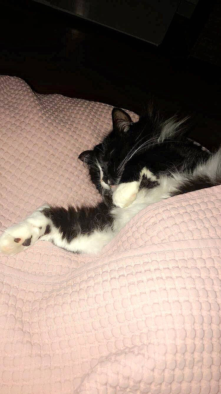 Bounty a rejoint le concours — aidez-le/la à gagner de superbes lots ! black_and_white, canidae, carnivore, cat, dog_breed, felidae, fur, kitten, mammal, nap, norwegian_forest_cat, sleep, small_to_medium_sized_cats, sporting_group, tail, whiskers