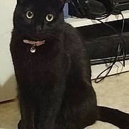 Cassis a rejoint le concours — aidez-le/la à gagner de superbes lots ! black_cat, cat, pet, indoors, carpet, collar, electronics, shelf, cables, curious, animal, feline, floor, looking, sitting, domestic_cat, household, fur, whiskers, ears