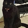 black_cat, cat, pet, indoors, carpet, collar, electronics, shelf, cables, curious, animal, feline, floor, looking, sitting, domestic_cat, household, fur, whiskers, ears