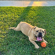 Gordo is registered to the contest to win money with this photo: dog, bulldog, grass, orange_ball, playground, sunlight, pet, tongue_out, happy, outdoor, summer, park, animal, canine, toy, resting, greenery, footwear, sidewalk, play