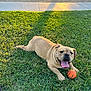dog, bulldog, grass, orange_ball, playground, sunlight, pet, tongue_out, happy, outdoor, summer, park, animal, canine, toy, resting, greenery, footwear, sidewalk, play
