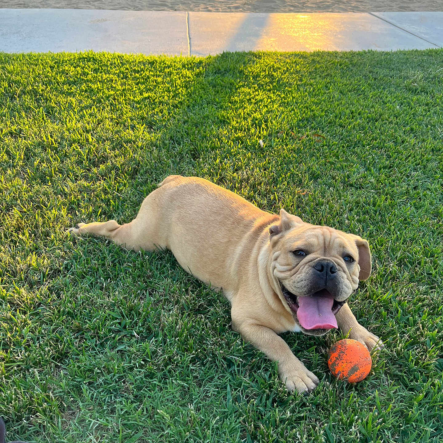 Gordo is registered to the contest to win money with this photo: animal, bulldog, canine, dog, footwear, grass, greenery, happy, orange_ball, outdoor, park, pet, play, playground, resting, sidewalk, summer, sunlight, tongue_out, toy
