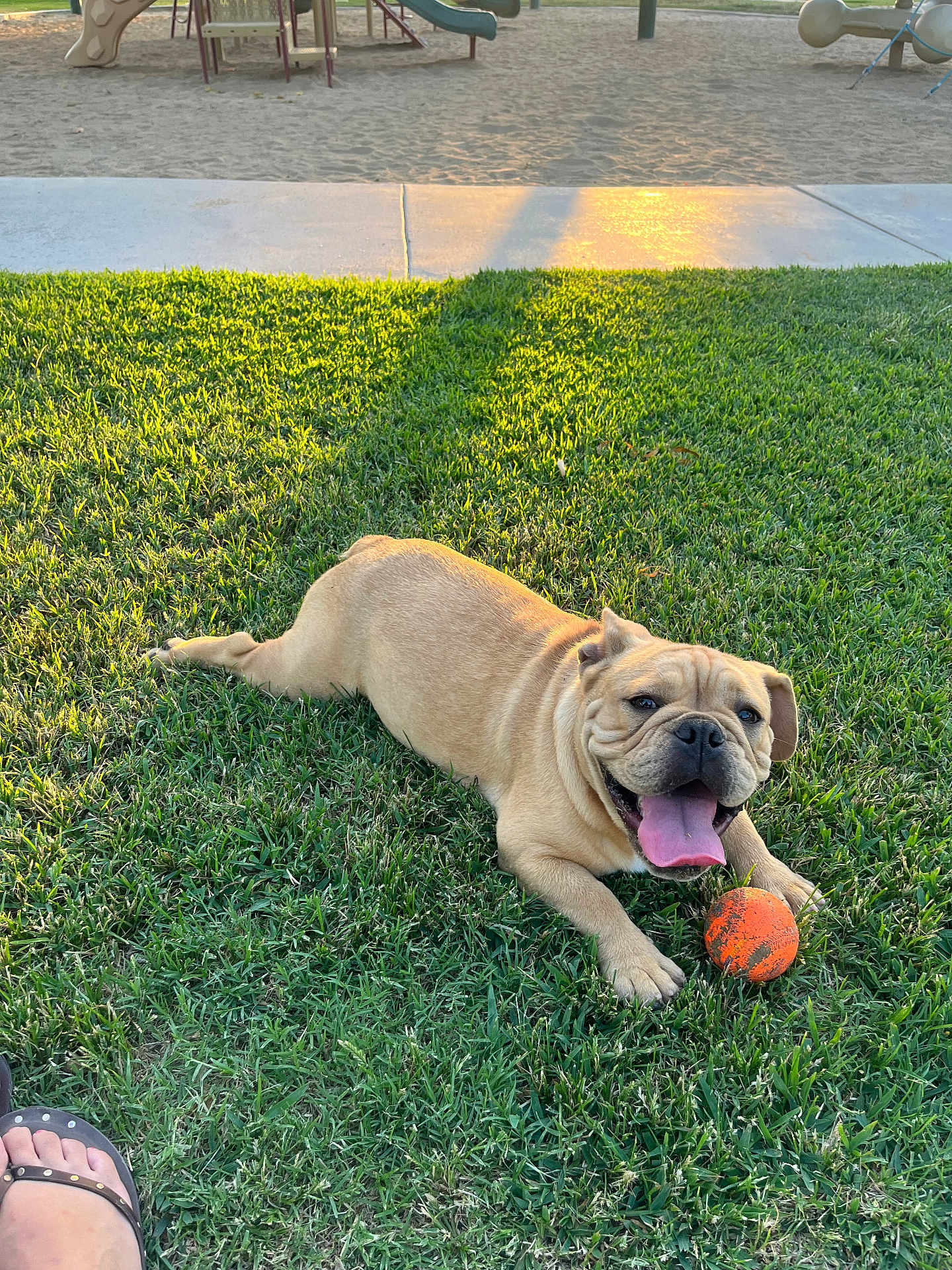 Gordo